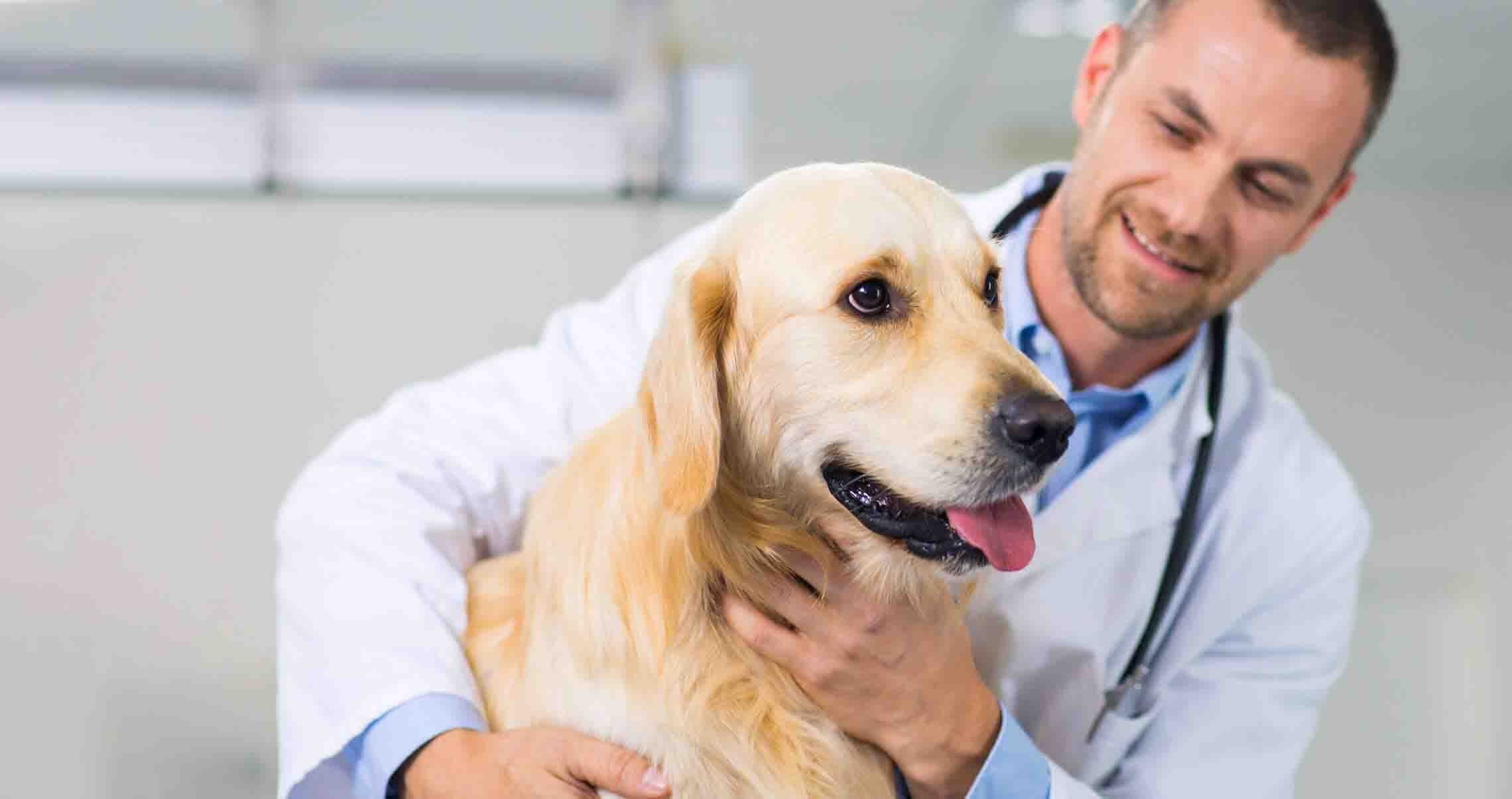 Drive Revenue for Your Vet Clinic When Business Is Slow